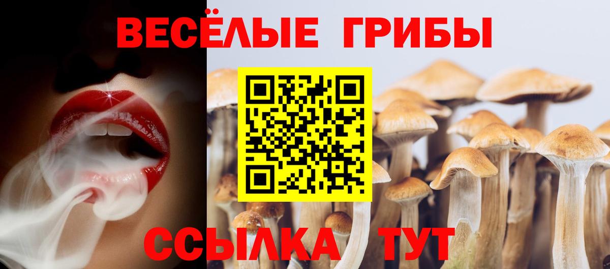 Псилоцибиновые грибы мицелий Тихорецк